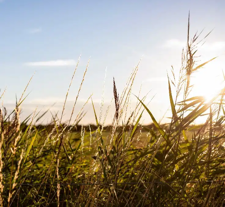 What is the European Green Deal?