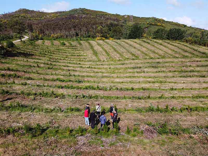 REFORESTACION PONTEVEDRA