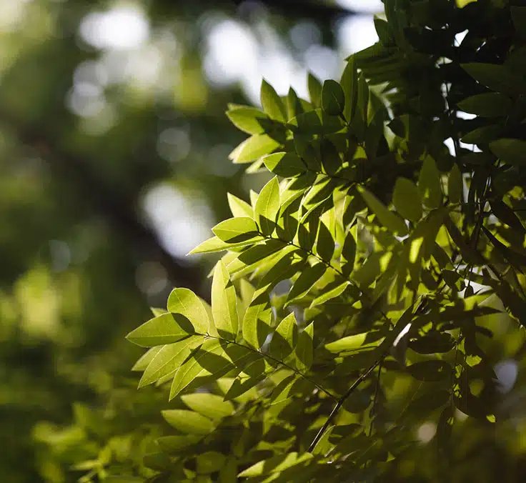 Risco de transição: o que é e como é gerenciado pela MAPFRE AM