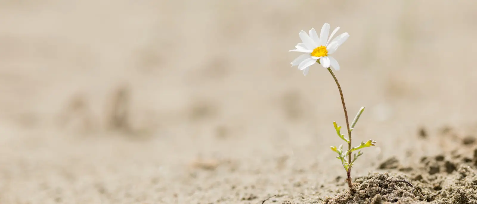 Resilience, a competitive advantage in times of crisis