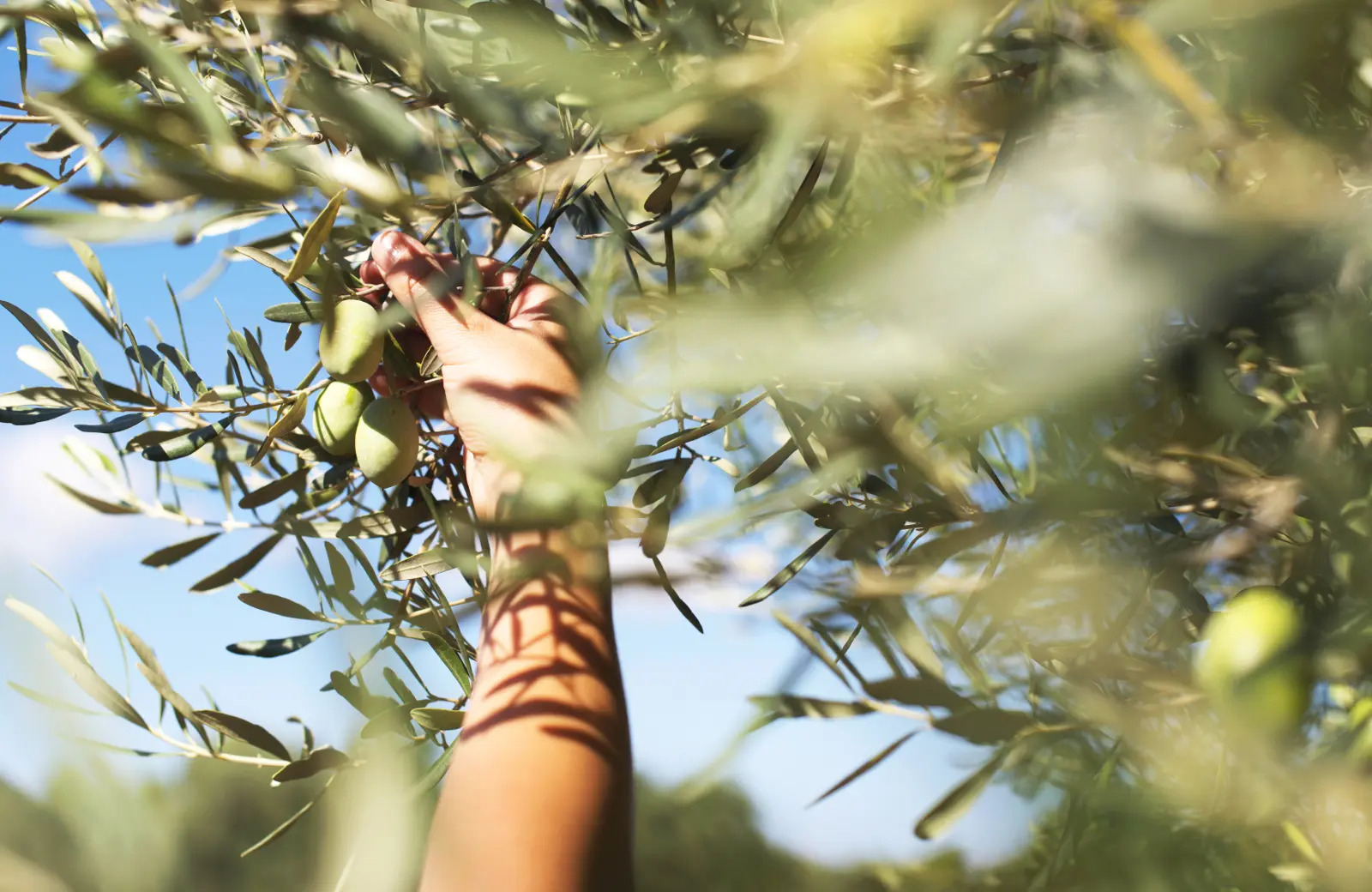 Por que subsidiar o seguro de safras?
